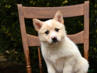 Mixed Breed dogs Olivia - Ad 35