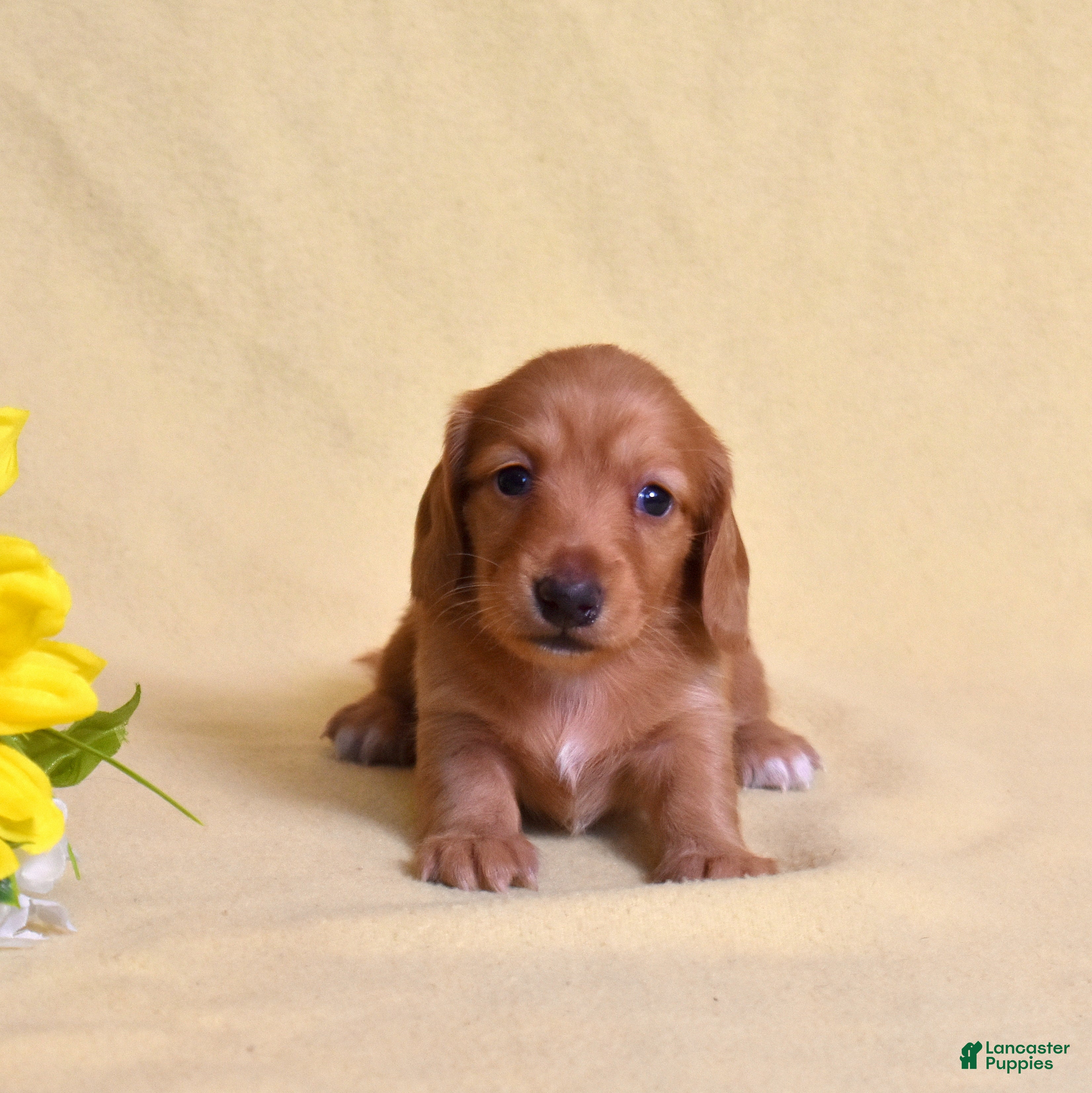Miniature Dachshund dogs Chai - Ad 1