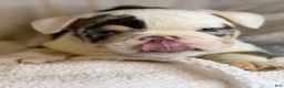 English Bulldog dogs for sale: Versace - Ad 107
