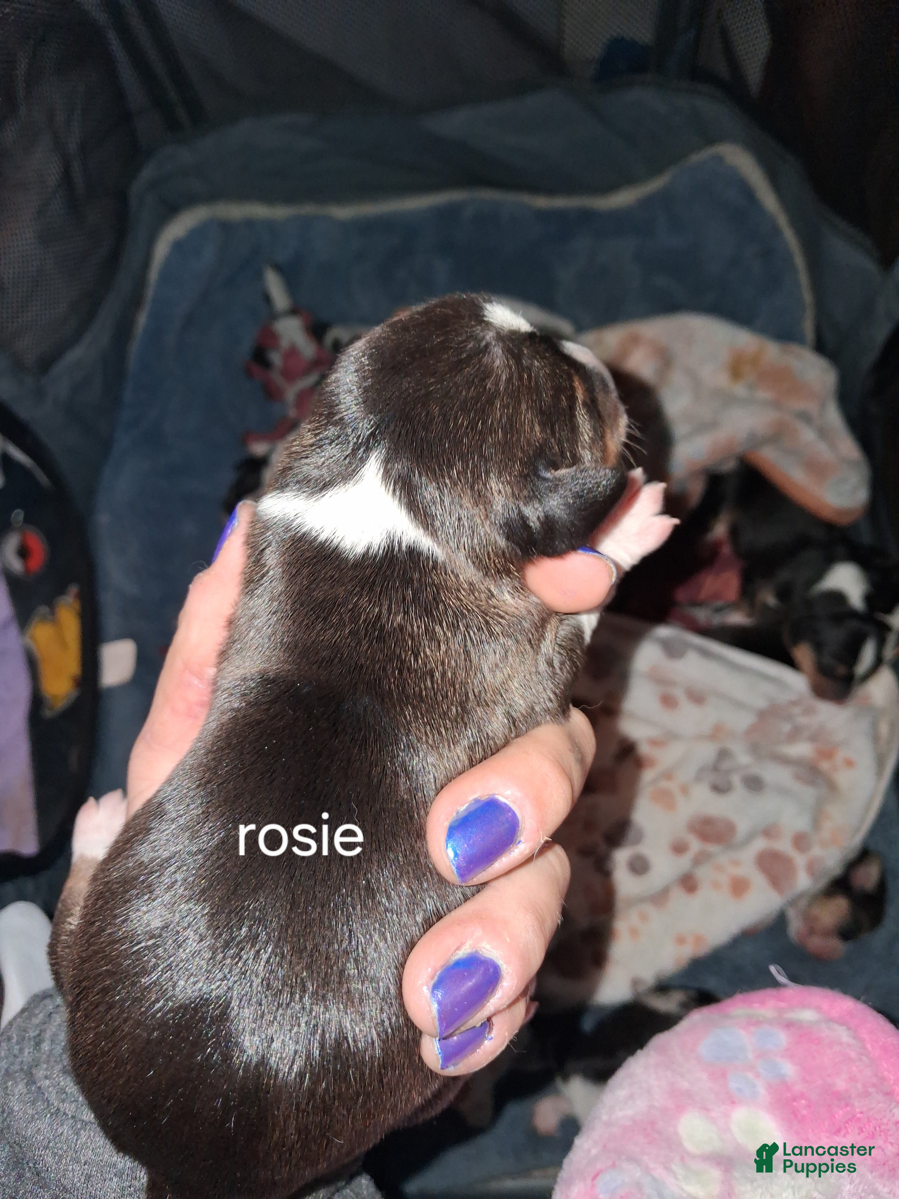 Mixed Breed dogs Rosie - Ad 7