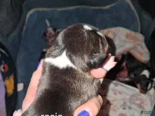 Mixed Breed dogs Rosie - Ad 7