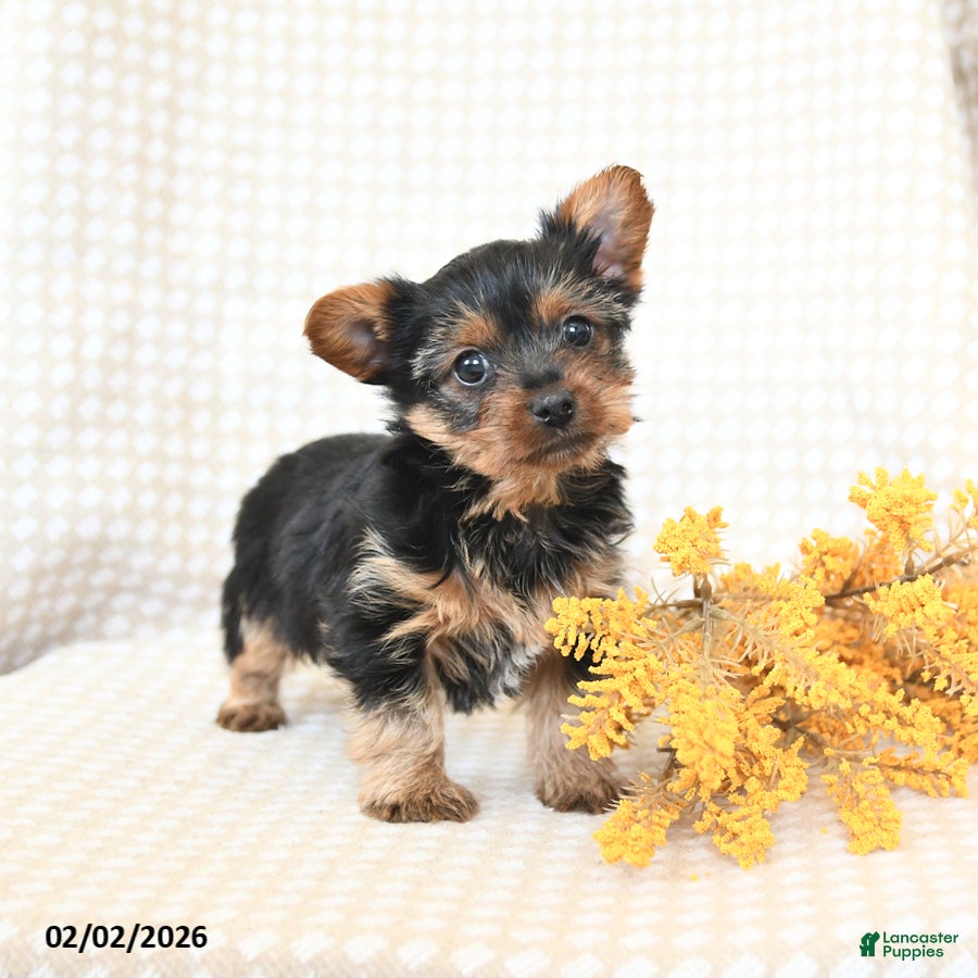 Yorkshire Terrier dogs Teddy - Ad 10