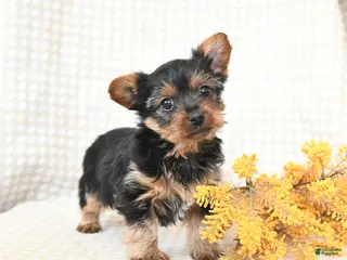Yorkshire Terrier dogs Teddy - Ad 10