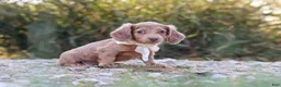 Dachshund dogs for sale: Amelia - Ad 5