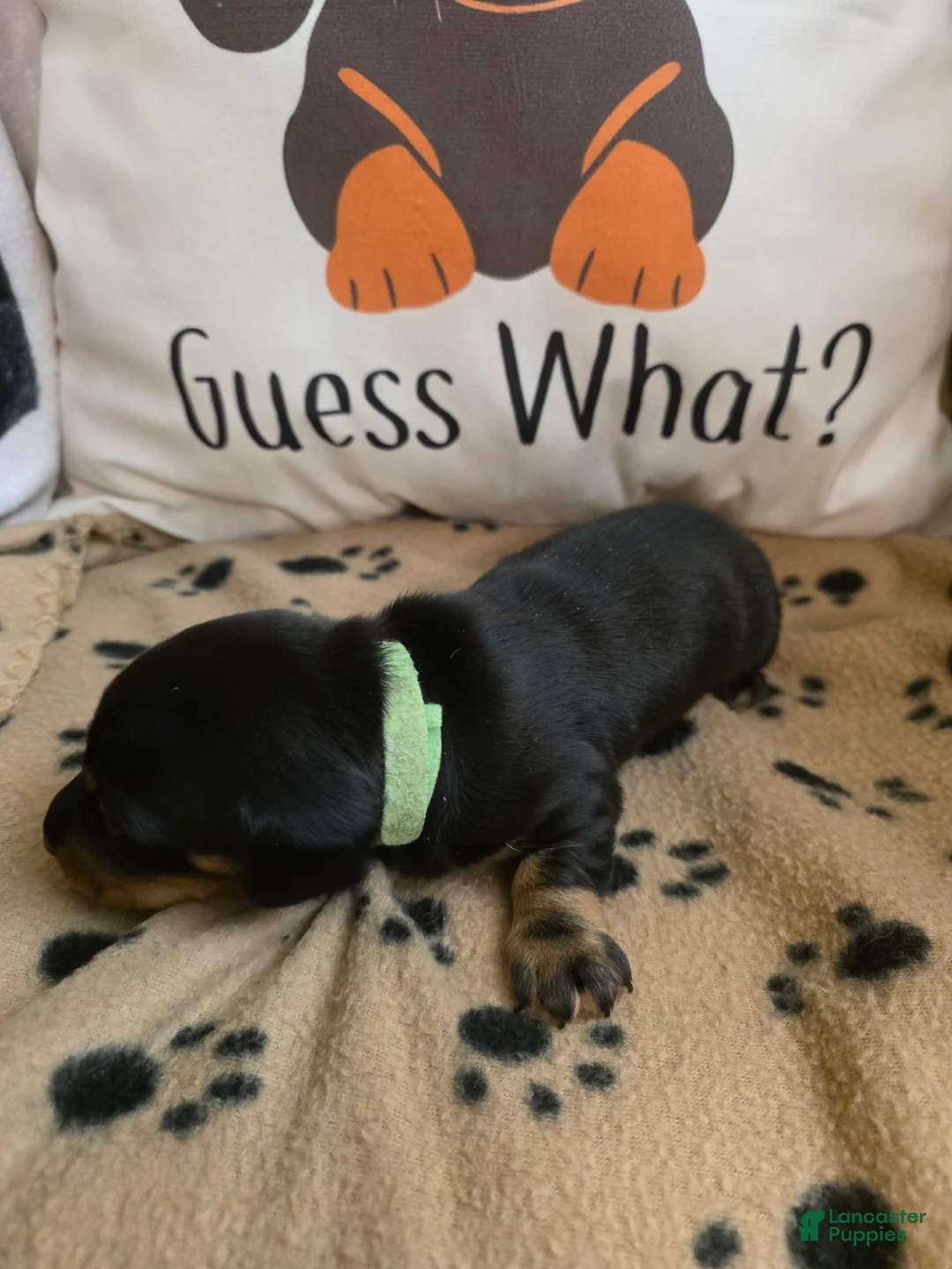 Miniature Dachshund dogs for sale: Bert - Ad 2