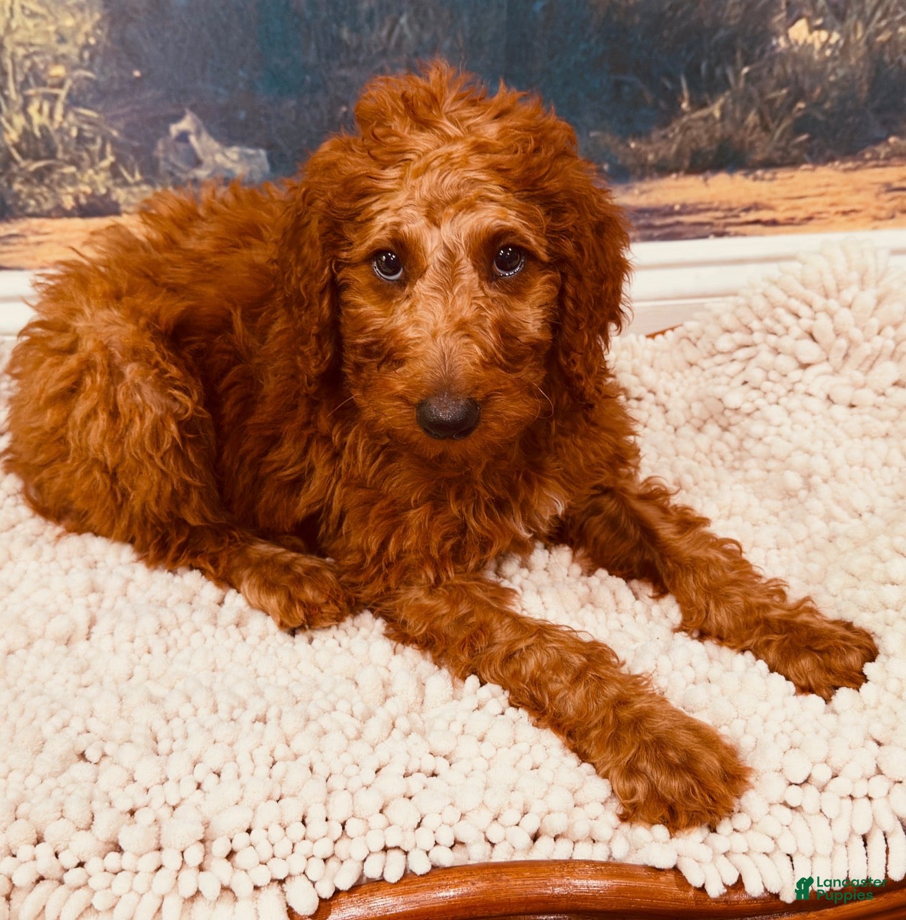 Goldendoodle dogs 💚 Mr. Green - Ad 1