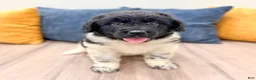 Newfoundland dogs for sale: Sadie - Ad 3