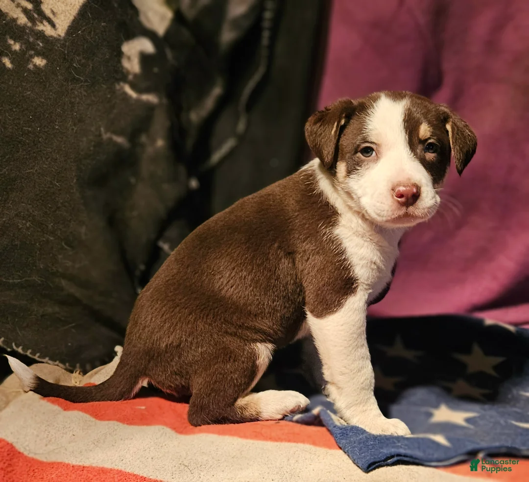 Border Collie dogs for sale: CeeCee (Blue Eyes) - Ad 4