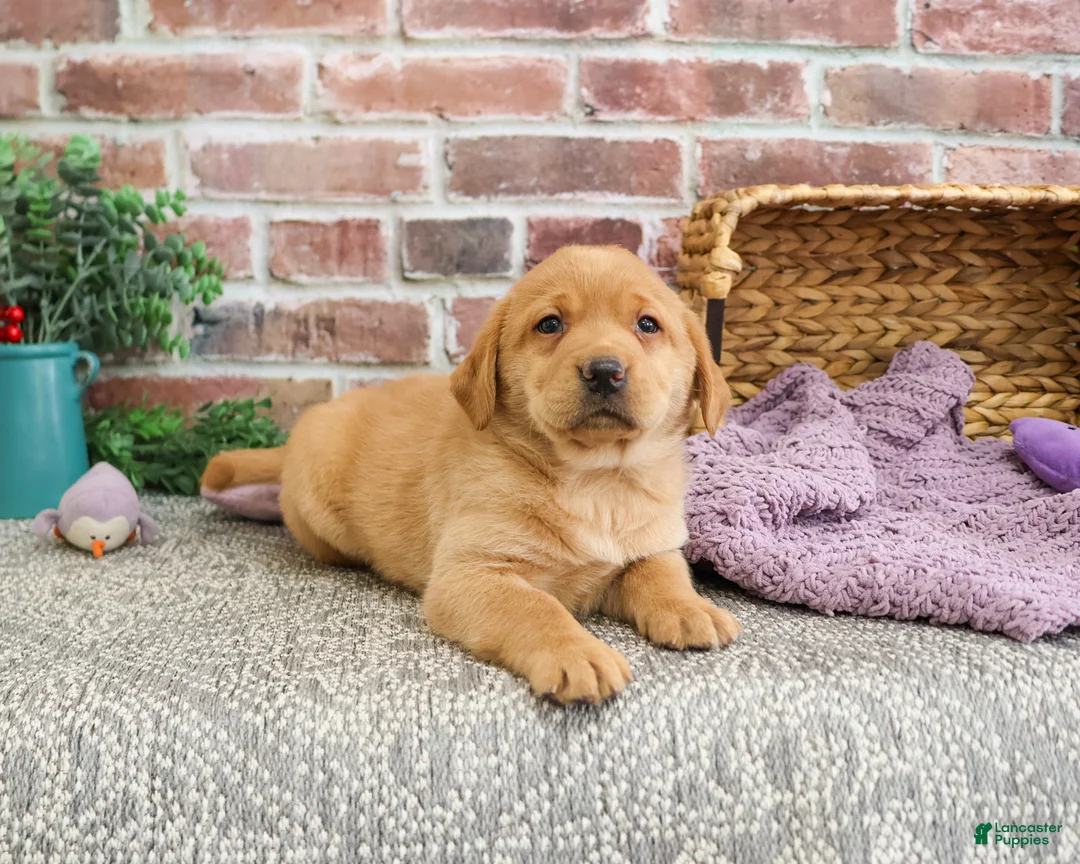 Labrador Retriever dogs for sale: Maxine  - Ad 2