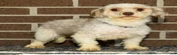 Havanese dogs for sale: Benji - Ad 11