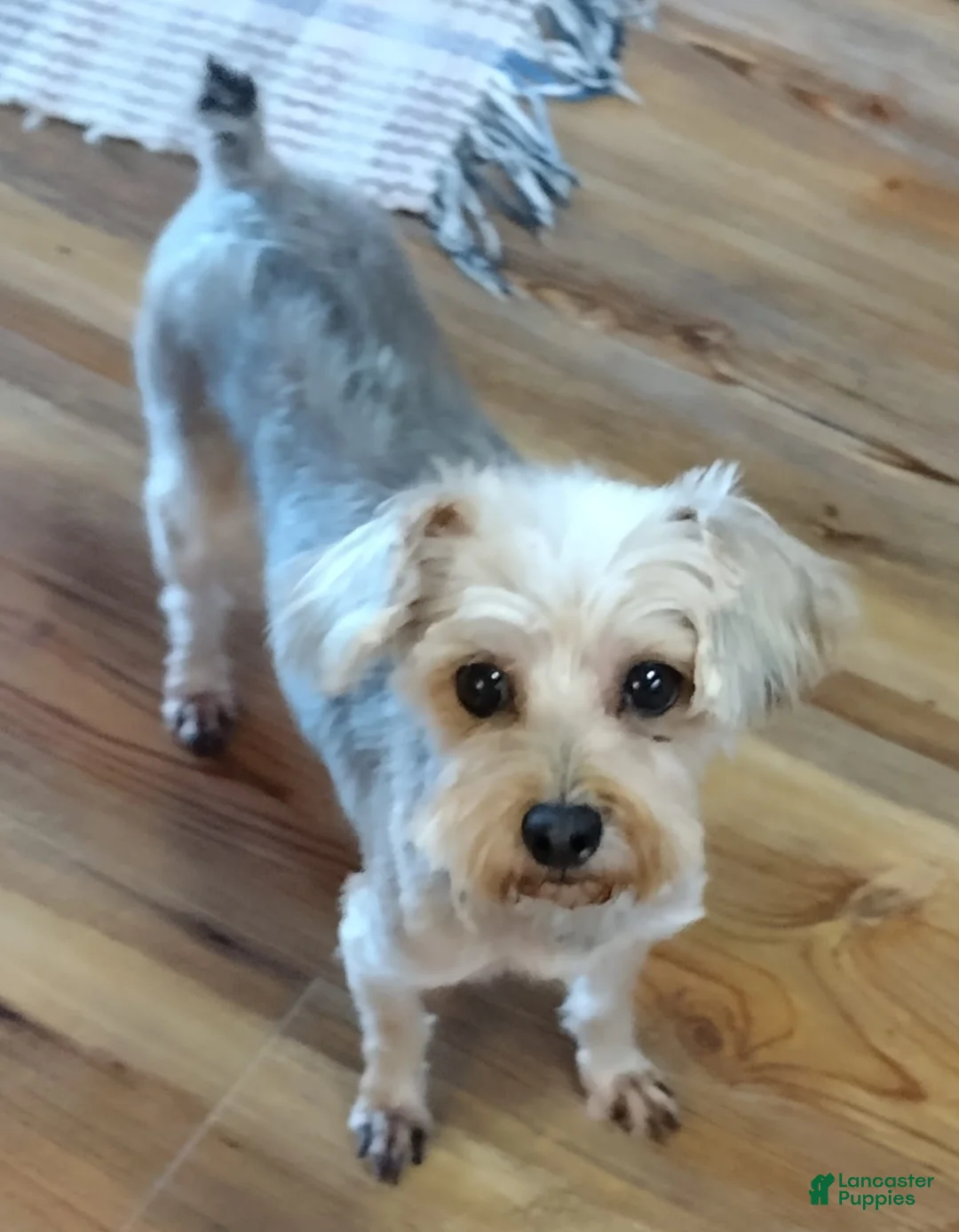 Yorkiepoo dogs for sale: LaDazzle Nina~ - Ad 10