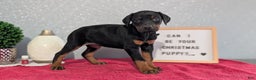 Doberman Pinscher dogs for sale: Lily - Ad 8
