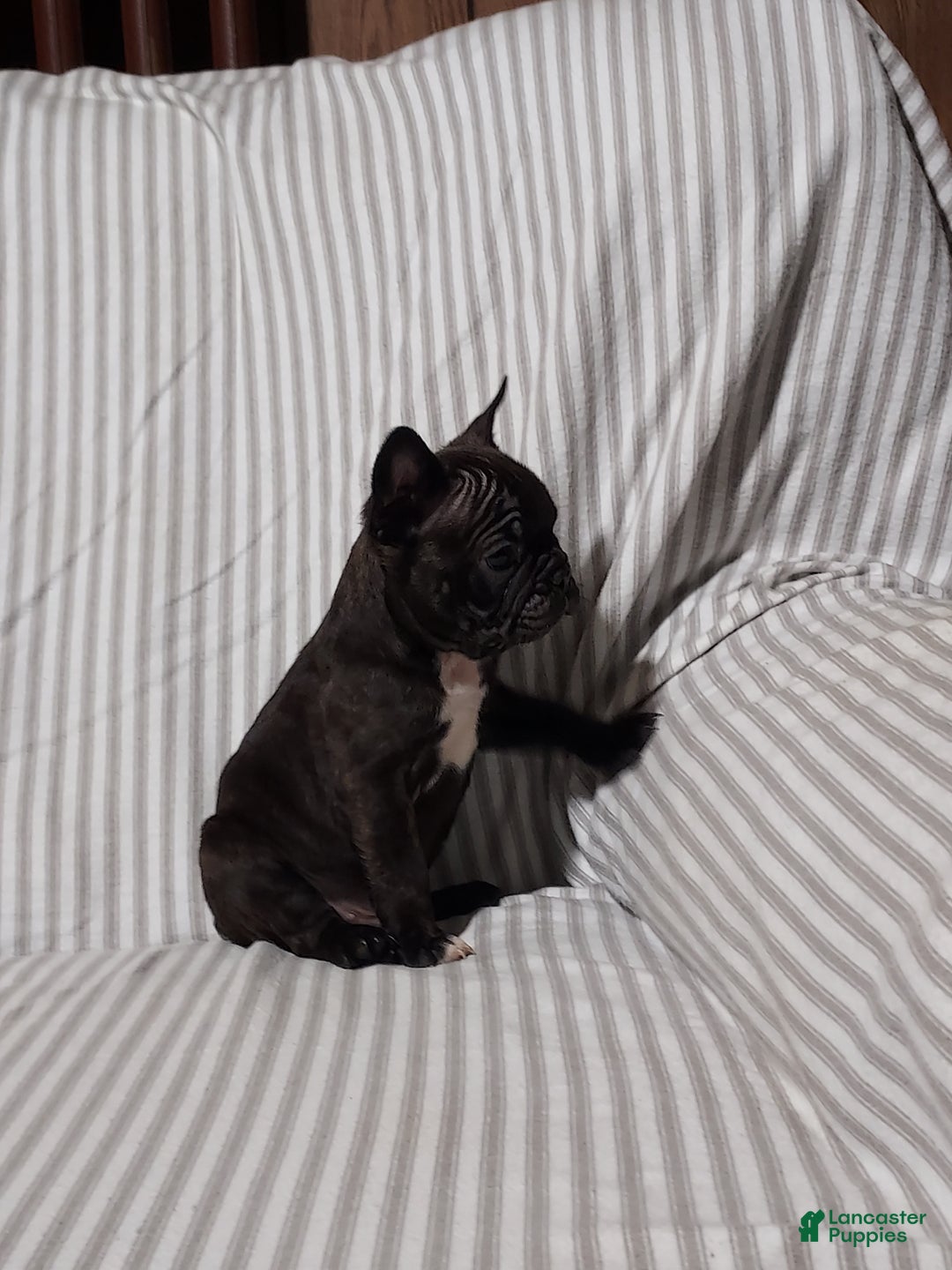 Frenchton dogs for sale: Blake - Ad 8