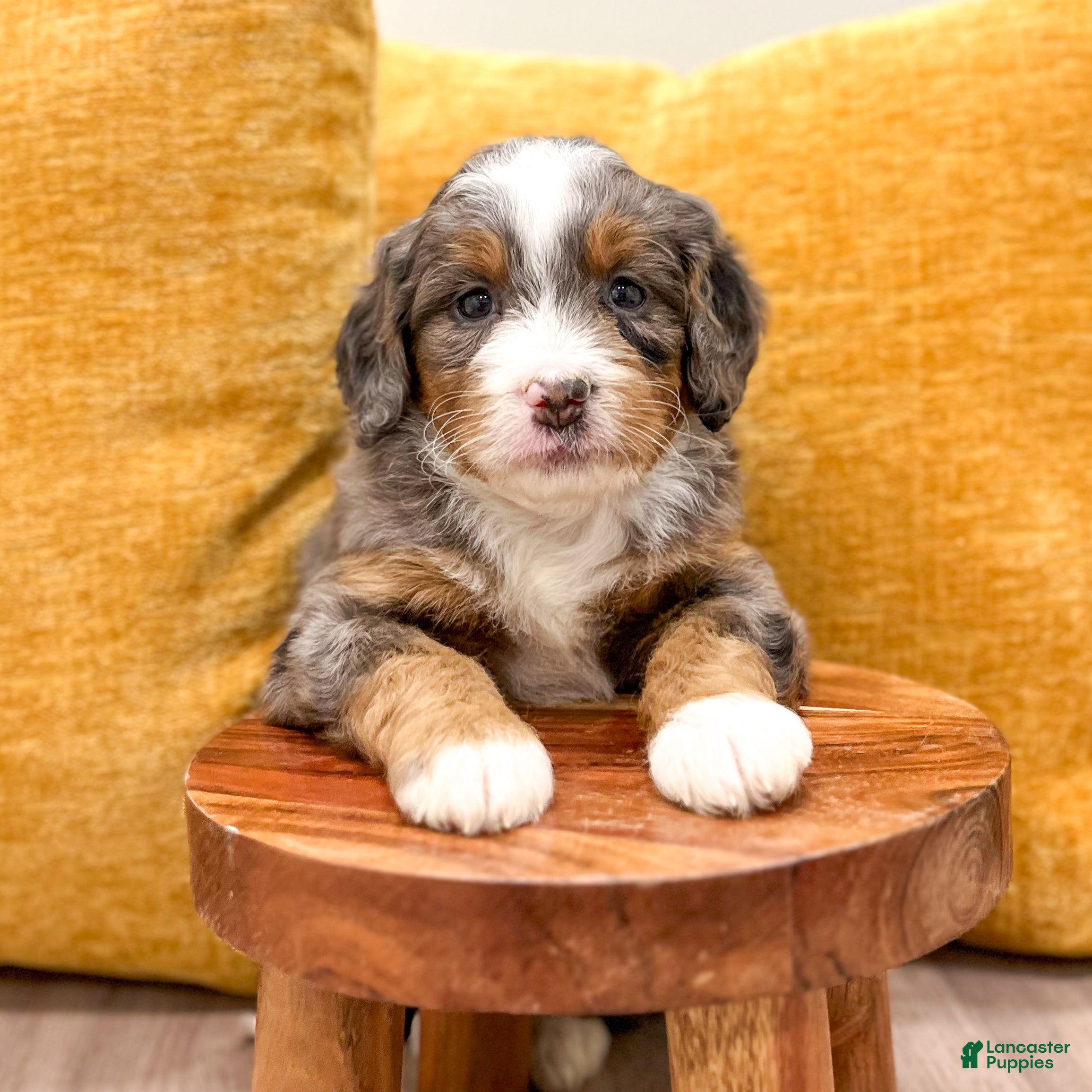 Mini Bernedoodle dogs for sale: Isabella - Ad 2