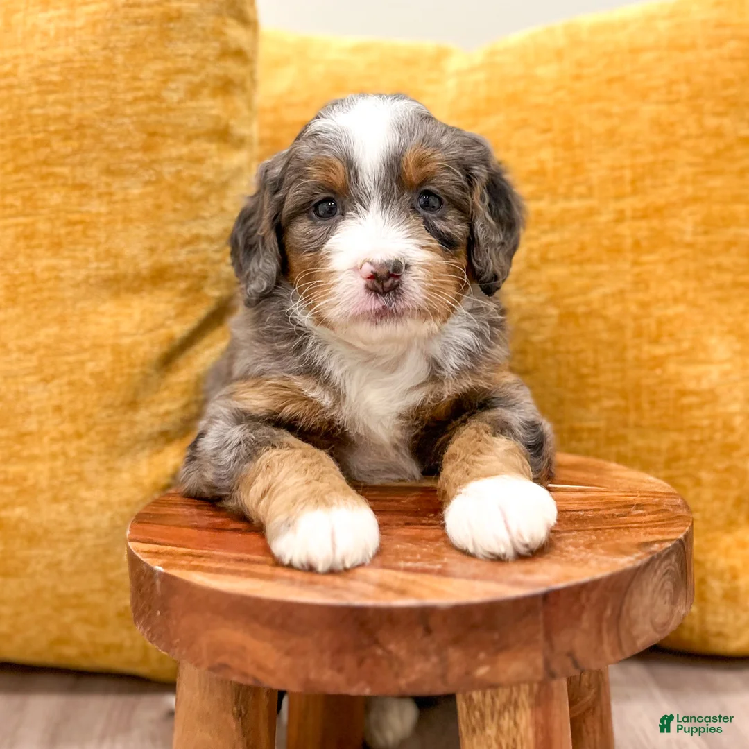 Mini Bernedoodle dogs for sale: Isabella - Ad 2