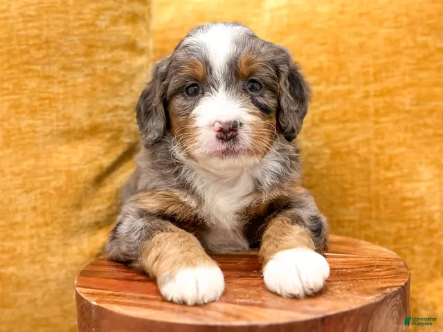 Mini Bernedoodle dogs for sale: Isabella - Ad 2
