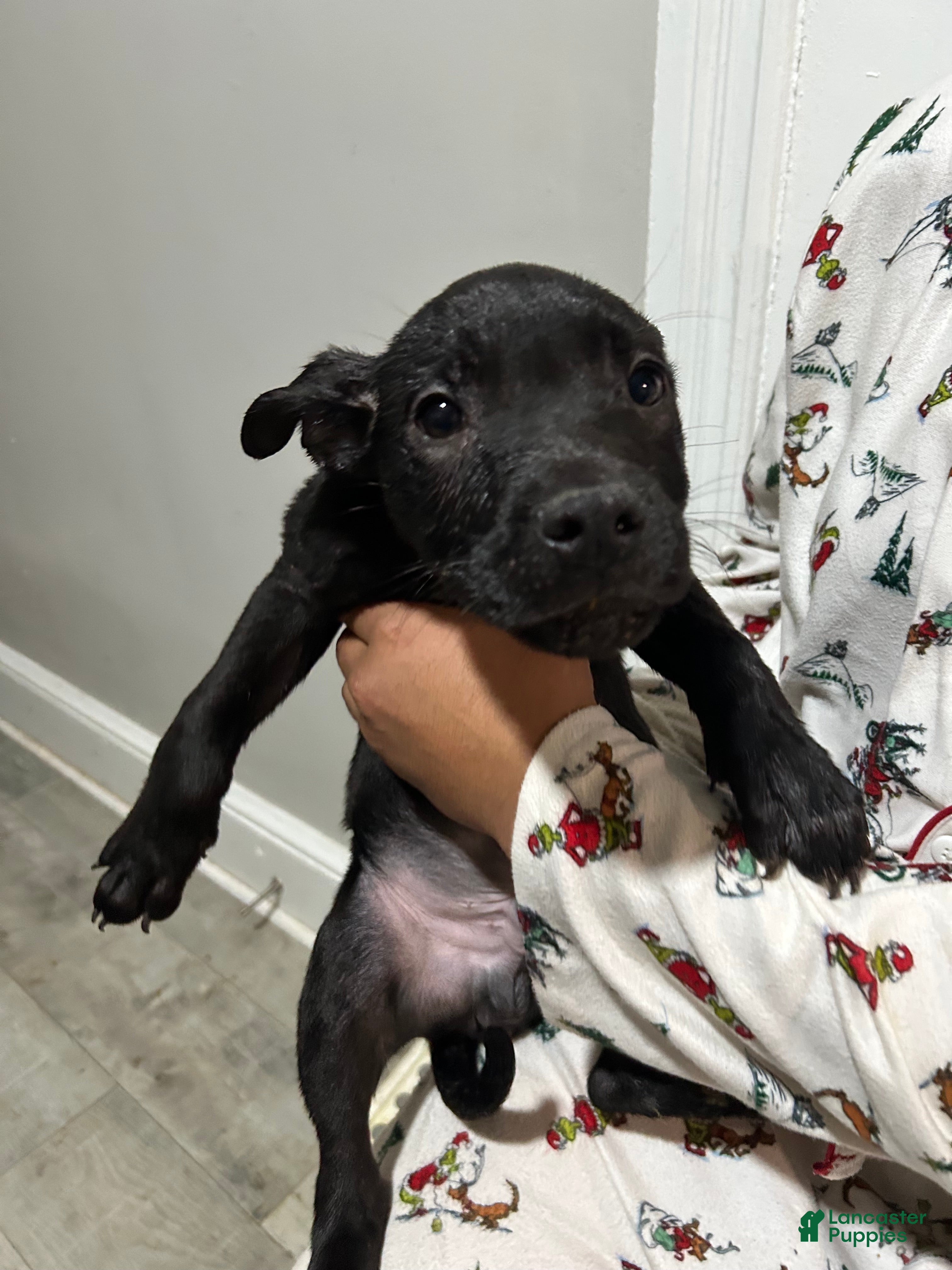 Mixed Breed dogs Mixed Breed Puppy 6 - Ad 38