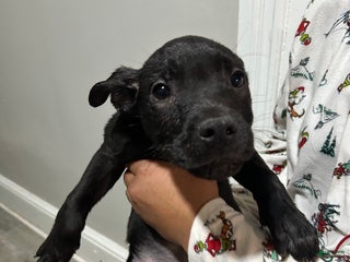 Mixed Breed dogs Mixed Breed Puppy 6 - Ad 5