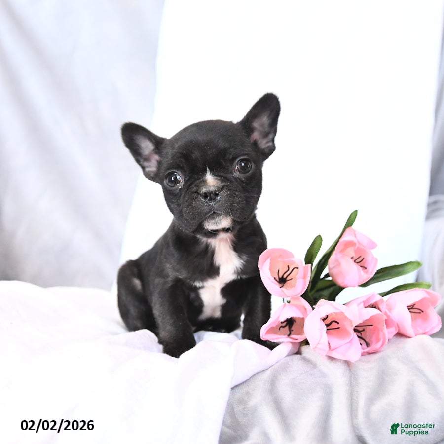 Frenchton dogs Smores - Ad 41