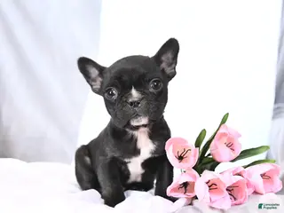 Frenchton dogs Smores - Ad 41