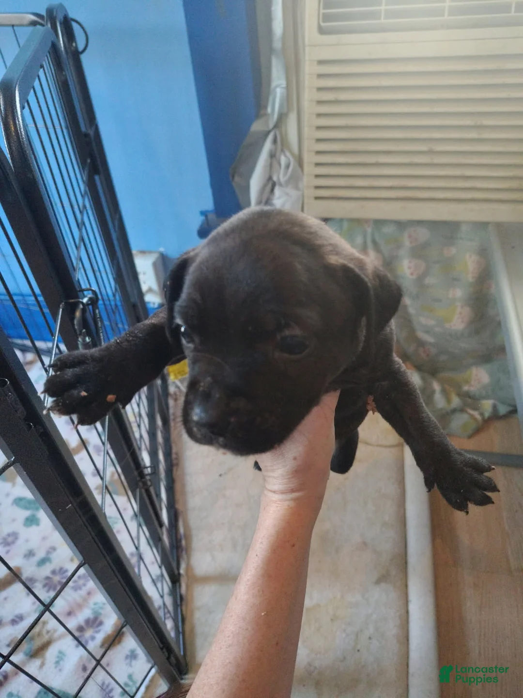 Mixed Breed dogs for sale: Blue collar - Ad 1