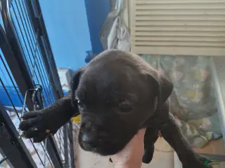 Mixed Breed dogs Blue collar - Ad 3