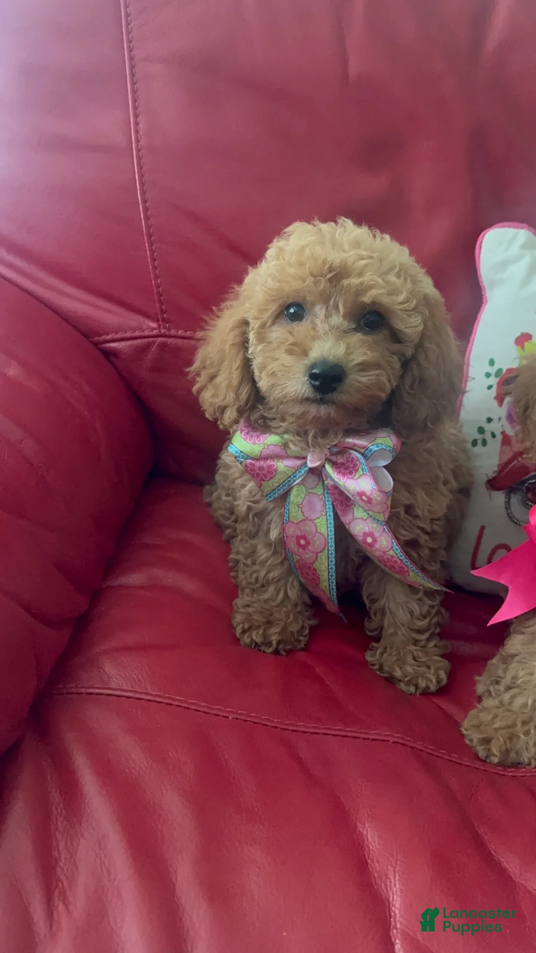 Miniature Poodle dogs for sale: Miniature Poodle 2 - Ad 1