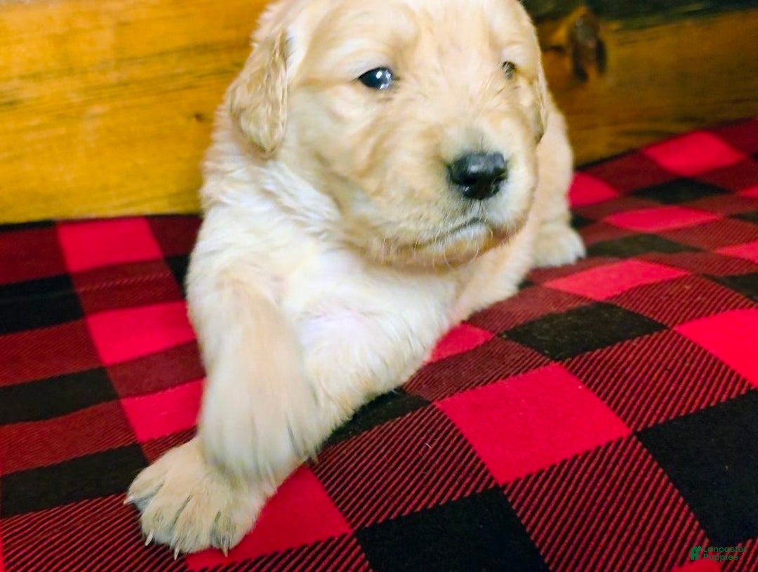Golden Retriever dogs for sale: Brownie - Ad 1