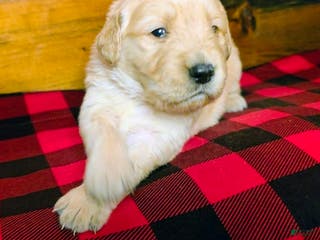 Golden Retriever dogs Brownie - Ad 3