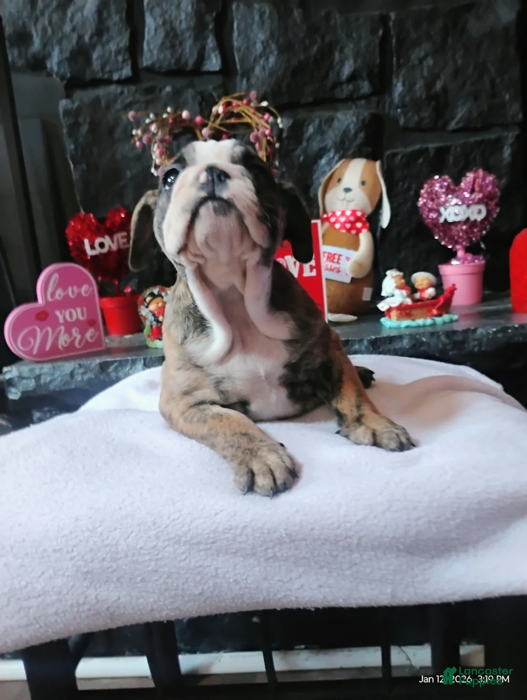 English Bulldog dogs for sale: Kit Kat  - Ad 2