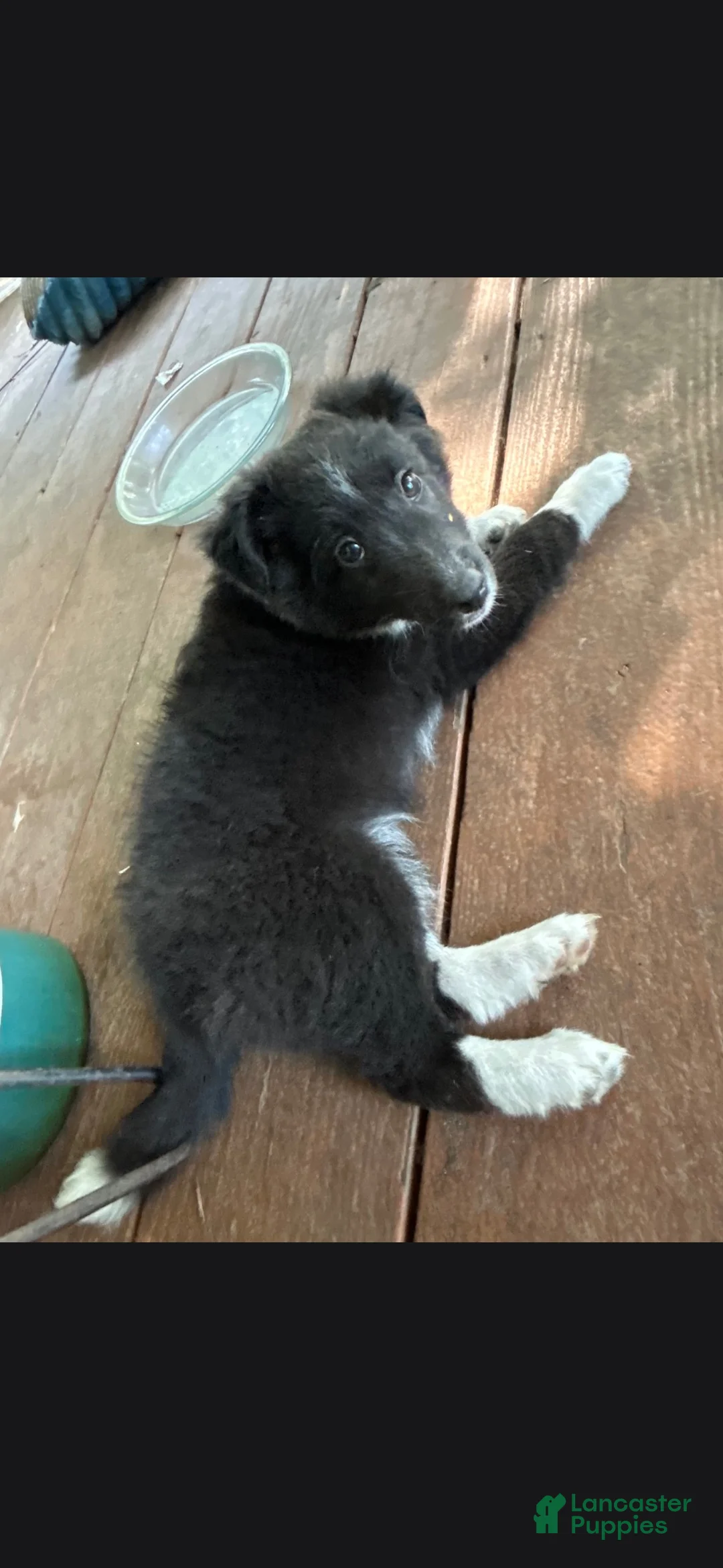 Shetland Sheepdog dogs for sale: Sassy - Ad 2