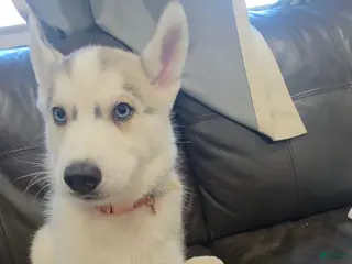 Siberian Husky dogs Siberian Husky Puppy 2 - Ad 27