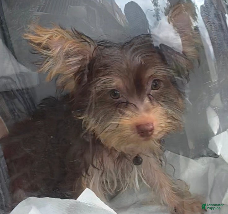 Yorkshire Terrier dogs for sale: Yorkshire Terrier 3 - Ad 1