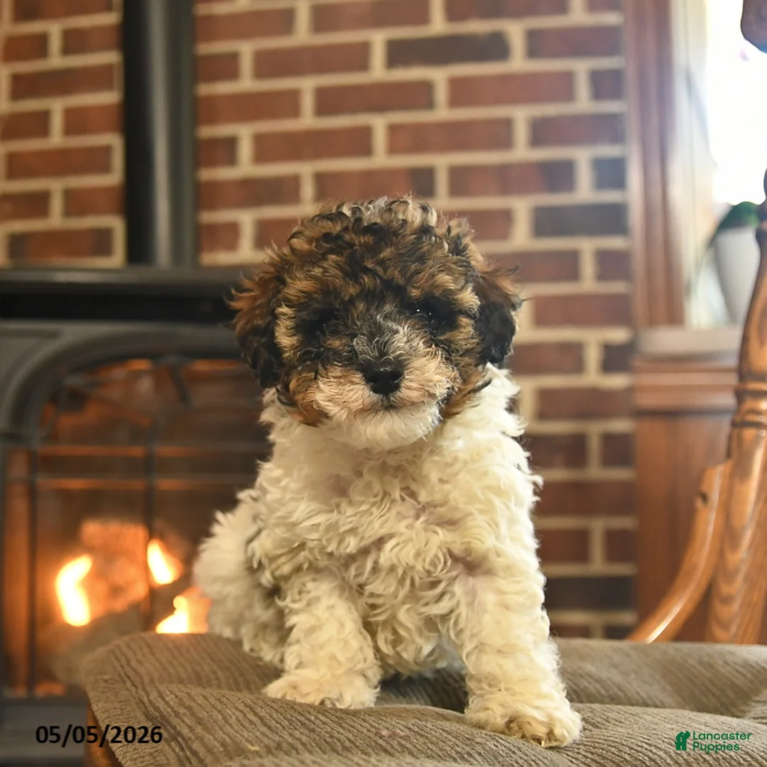Toy Poodle dogs for sale: Jazz - Ad 2