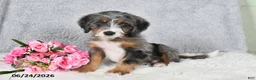 Mini Bernedoodle dogs for sale: Winston - Ad 2