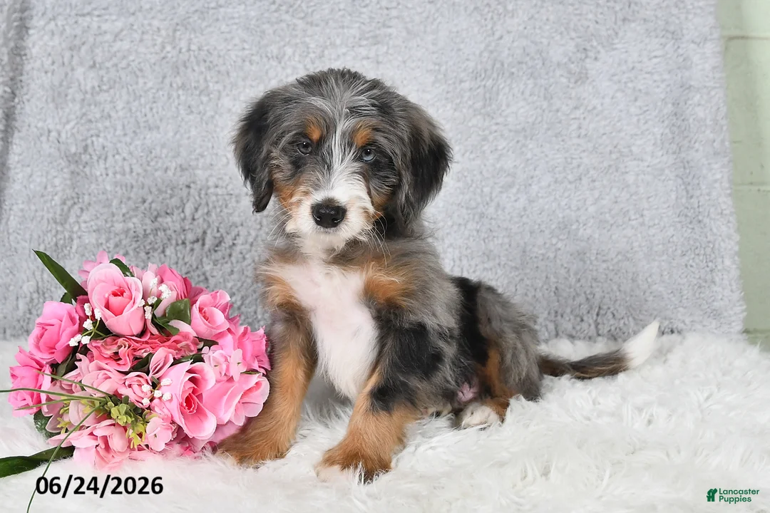 Mini Bernedoodle dogs for sale: Winston - Ad 2