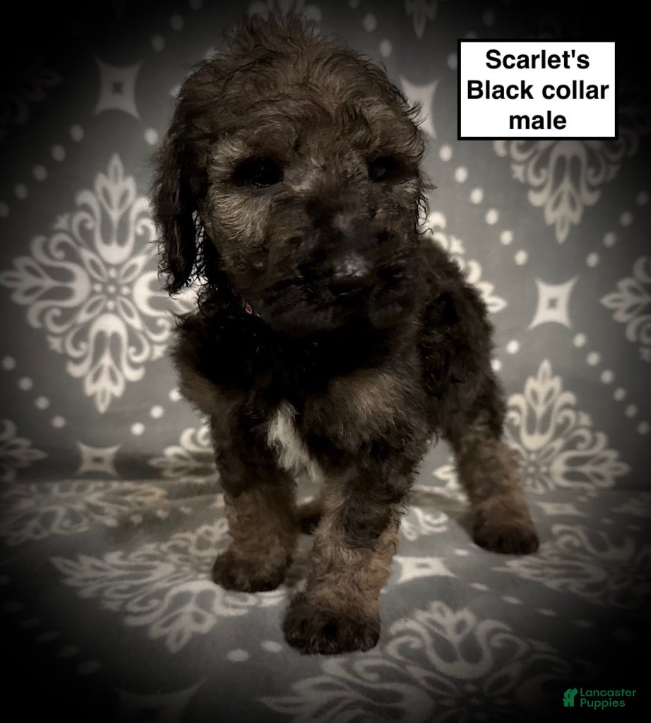 Standard Poodle dogs AKC Scarlet's Black Collar Male - Ad 8