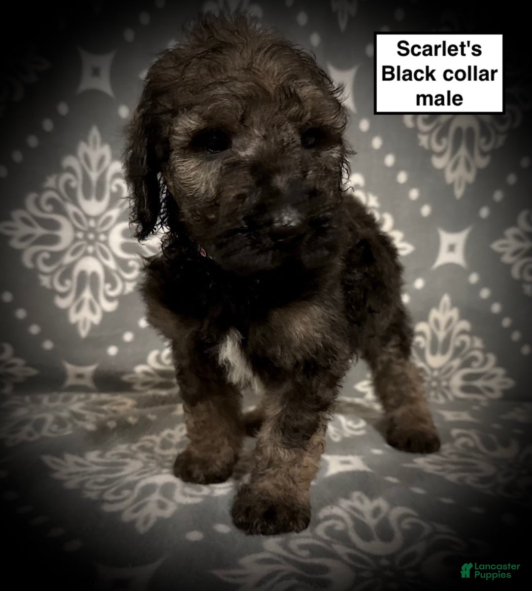 Standard Poodle dogs for sale: AKC Scarlet's Black Collar Male - Ad 1