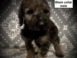 Standard Poodle dogs AKC Scarlet's Black Collar Male - Ad 33