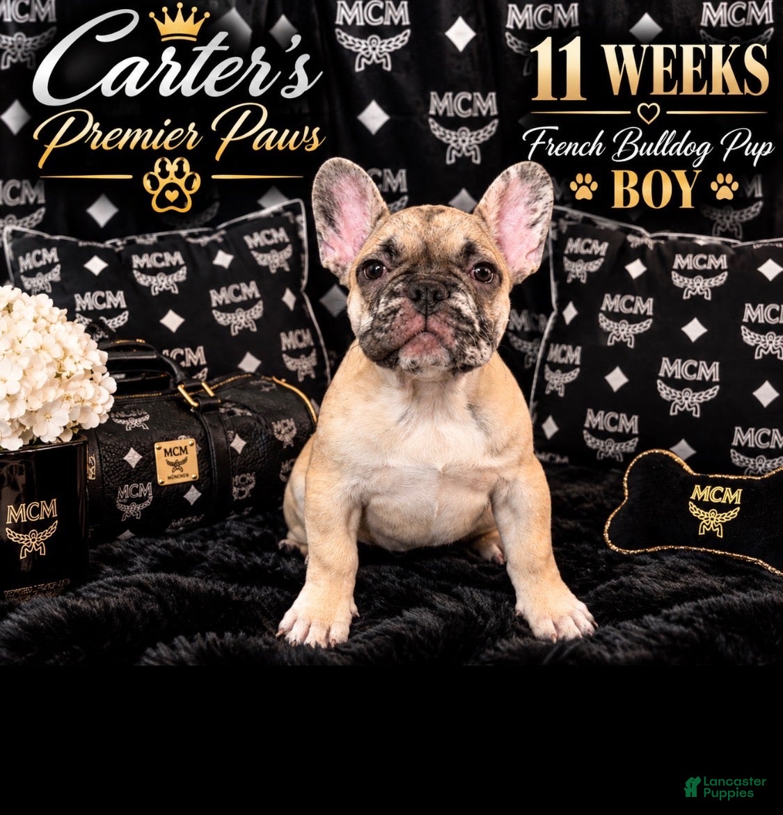 French Bulldog dogs French Bulldog 6 butterball - Ad 1
