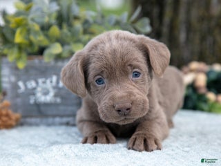 Labrador Retriever dogs - Ad 41