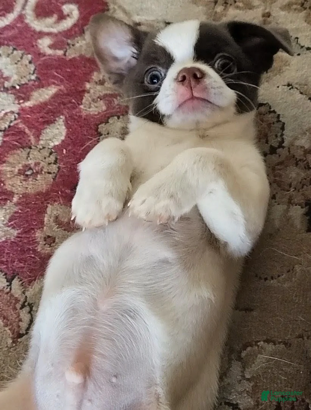Chihuahua dogs for sale: Chihuahua 1 - Ad 2