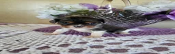 Cavalier King Charles Spaniel dogs for sale: Cavalier King Charles Spaniel Puppy 1 - Ad 3