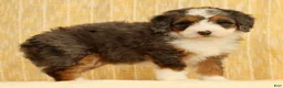 Mini Bernedoodle dogs for sale: Stormy - Ad 5