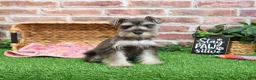 Miniature Schnauzer dogs for sale: Doris - Ad 10