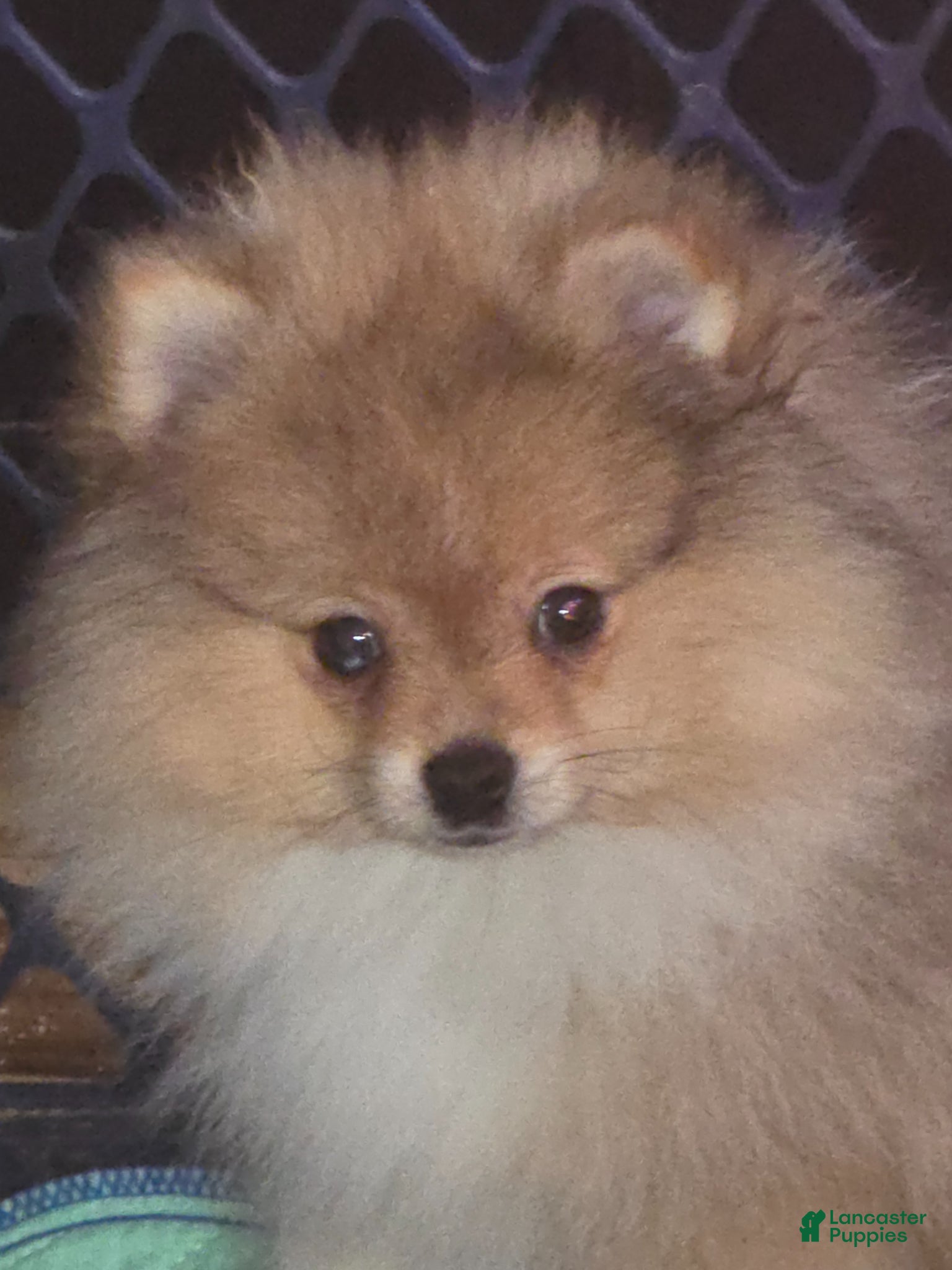 Pomeranian dogs Pomeranian Puppy 1 - Ad 13