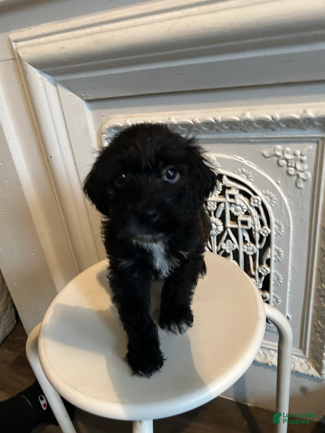 Mixed Breed dogs for sale: Mixed Breed 4 - Ad 1