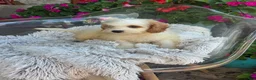 Mini Bernedoodle dogs for sale: Bailey - Ad 1