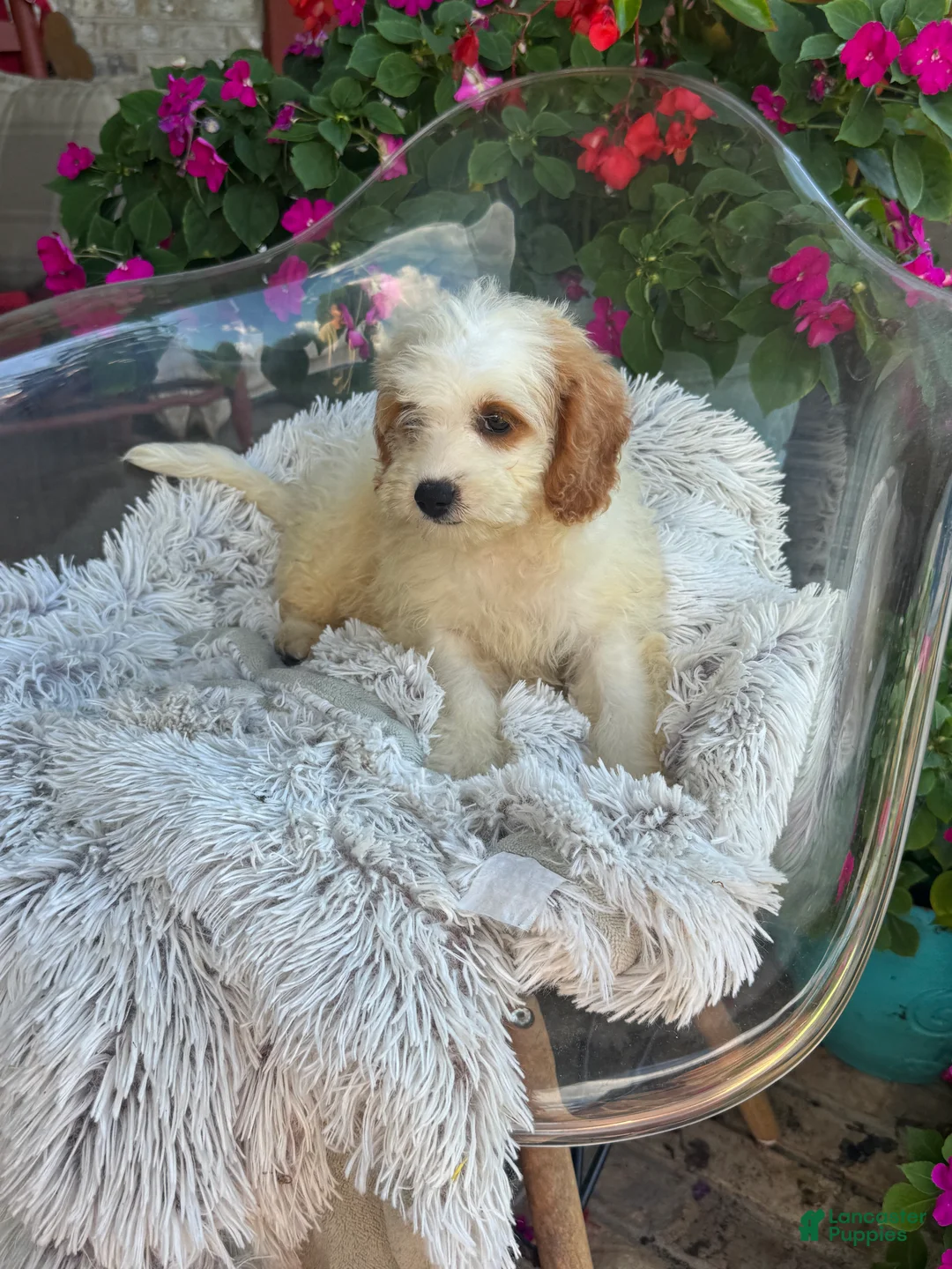Mini Bernedoodle dogs for sale: Bailey - Ad 1