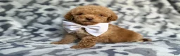 Cockapoo dogs for sale: Freddy - Ad 3